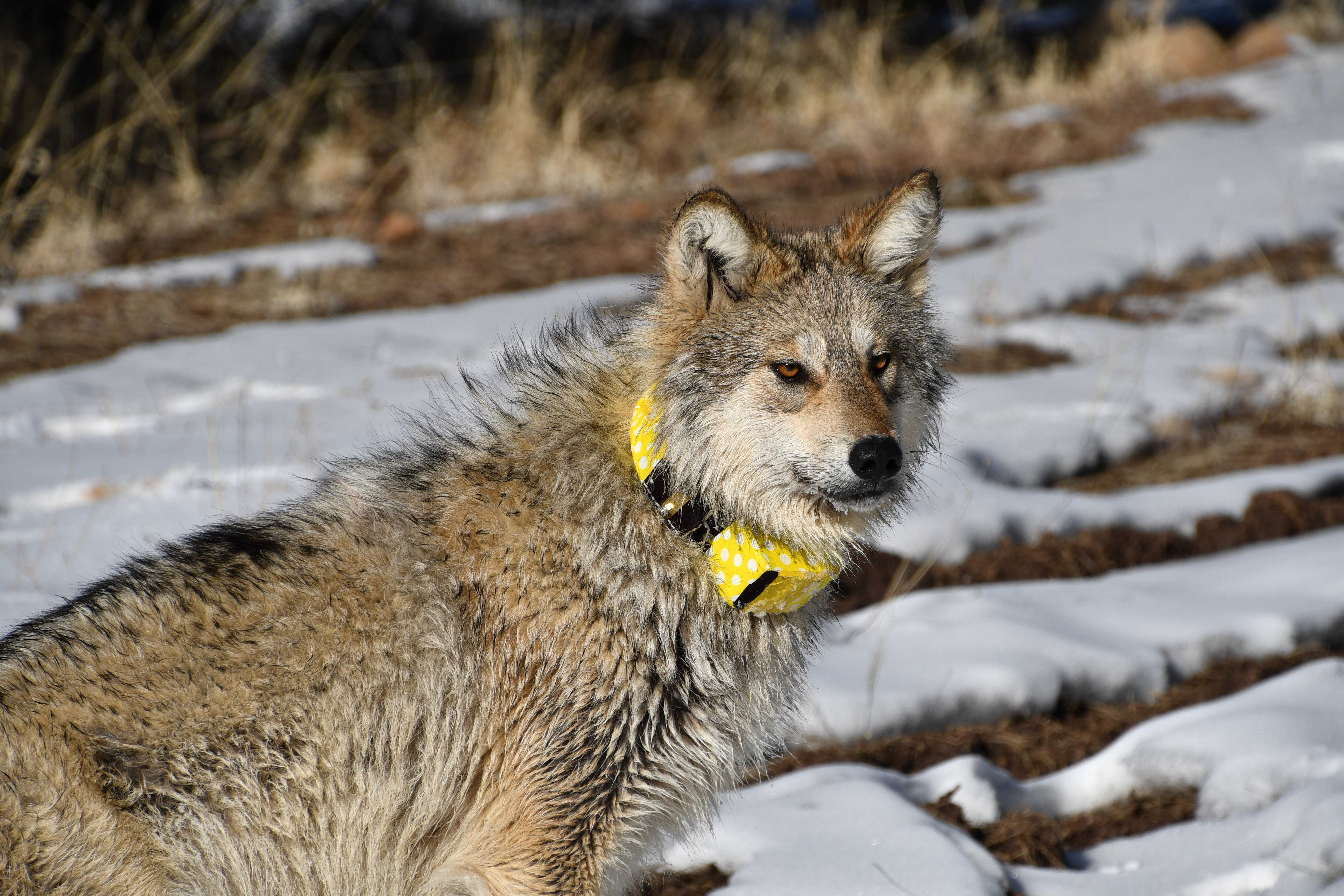 Wolf collar clearance